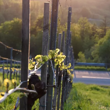Weingut Und Gaestezimmer Perner * Ehrenhausen